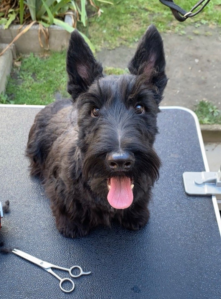 Les Scottish Terrier de l'affixe du Domaine de Jeanne