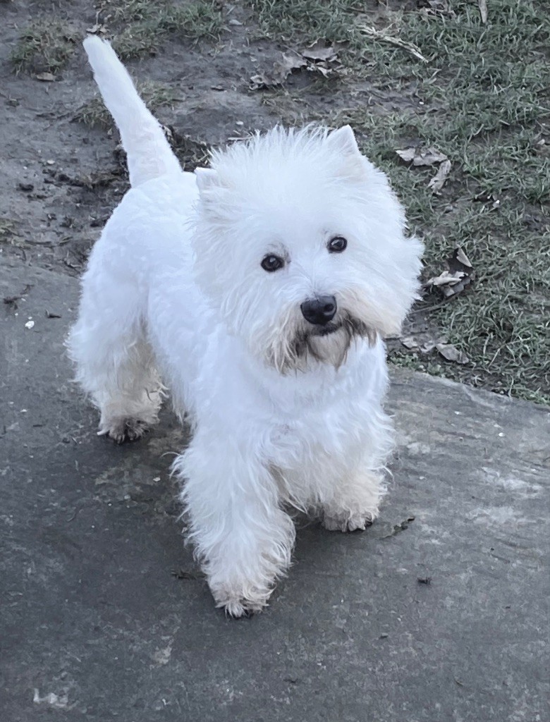 Les West Highland White Terrier de l'affixe du Domaine de Jeanne