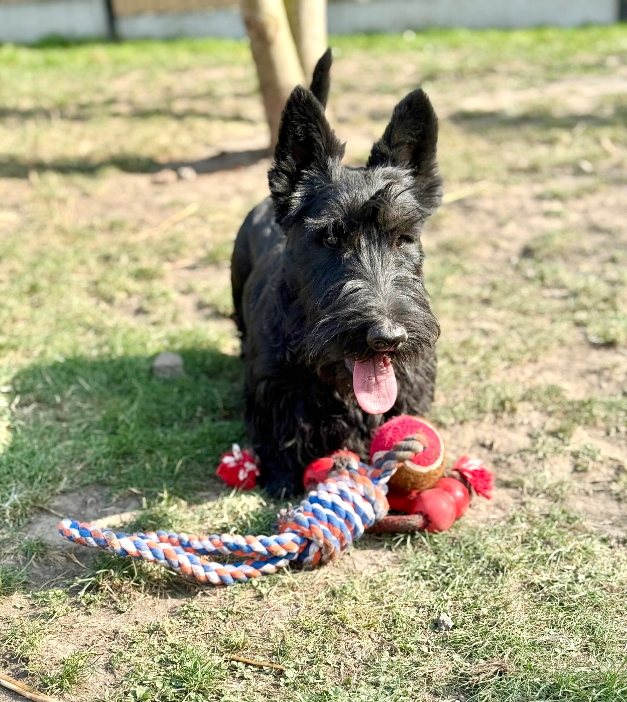 Very good boy Du Noordduiven