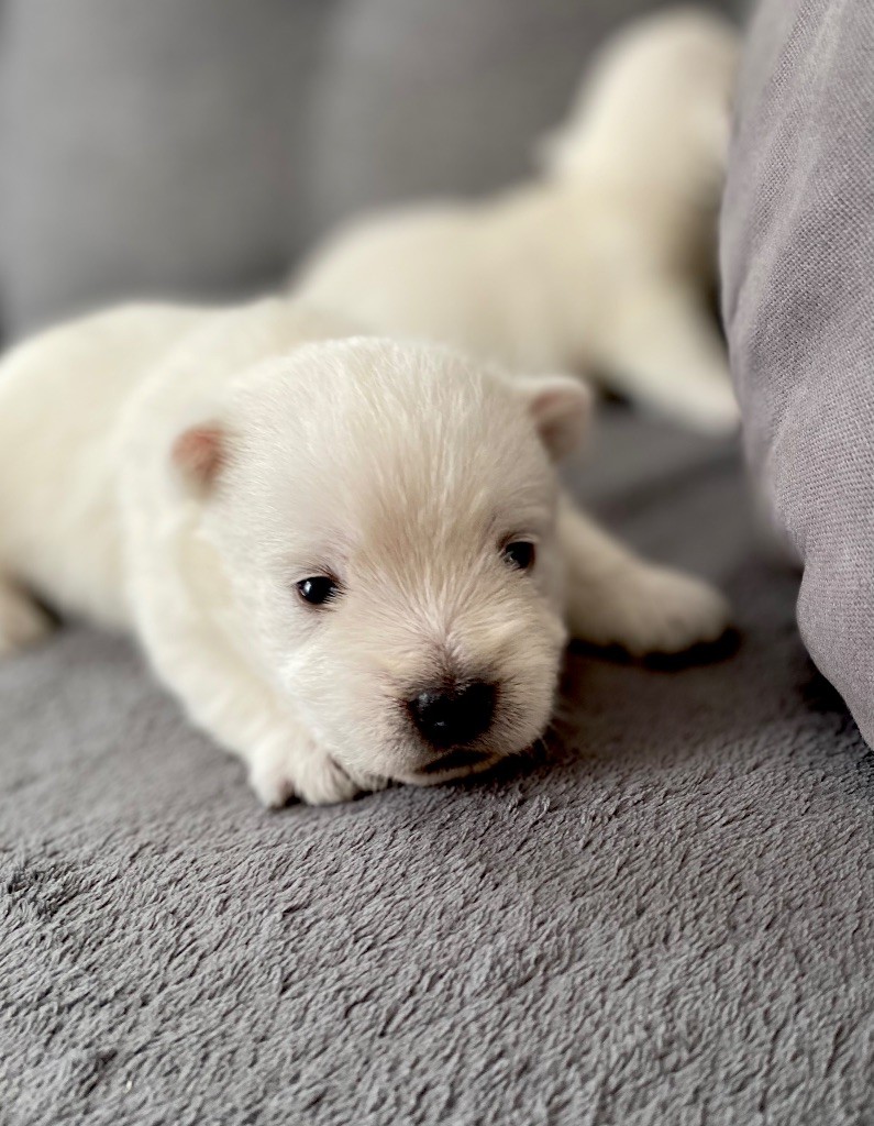 du Domaine de Jeanne - Chiots disponibles - West Highland White Terrier