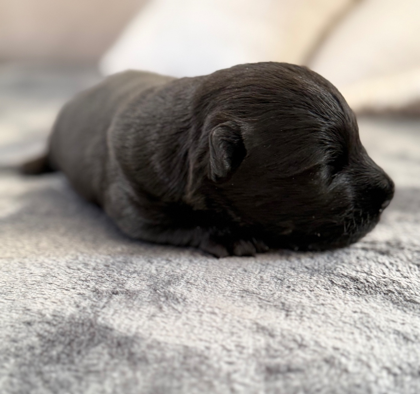 du Domaine de Jeanne - Chiots disponibles - Scottish Terrier