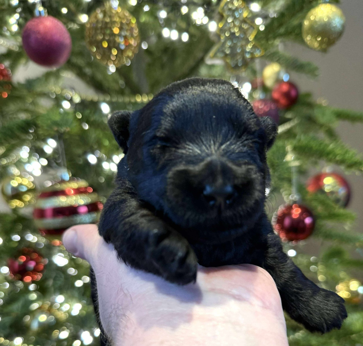 du Domaine de Jeanne - Chiots disponibles - Scottish Terrier