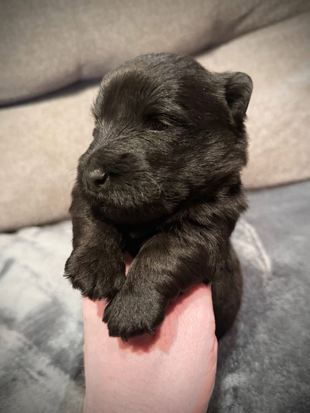 du Domaine de Jeanne - Chiots disponibles - Scottish Terrier