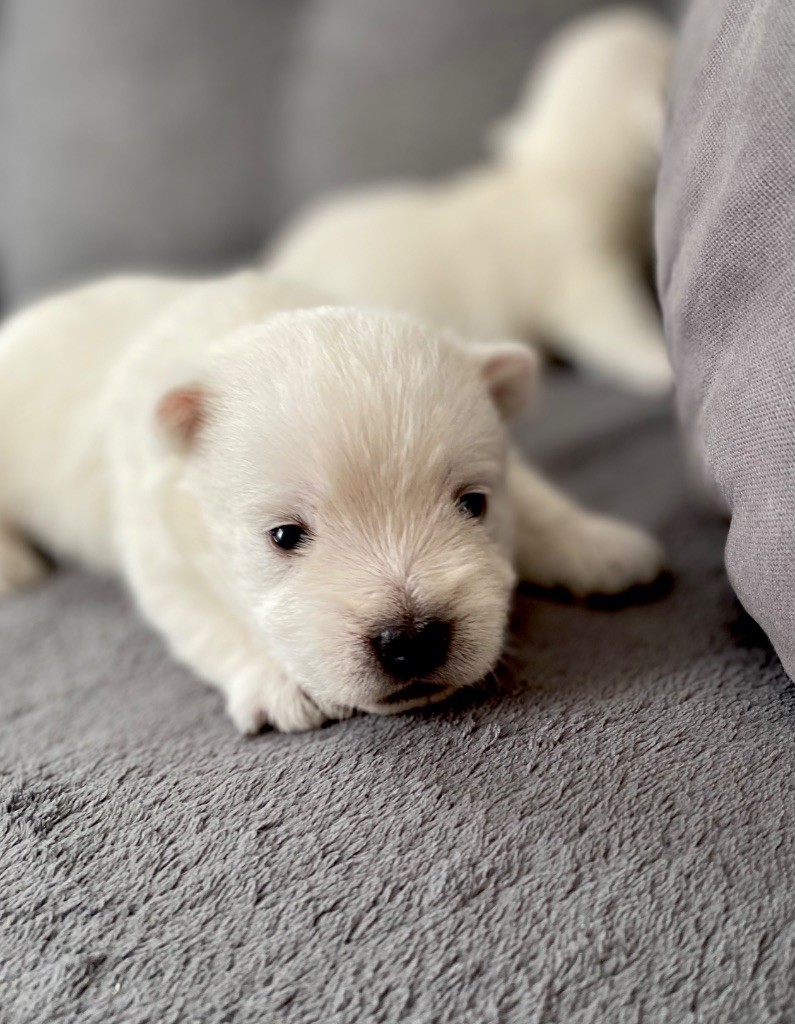 du Domaine de Jeanne - Chiots disponibles - West Highland White Terrier